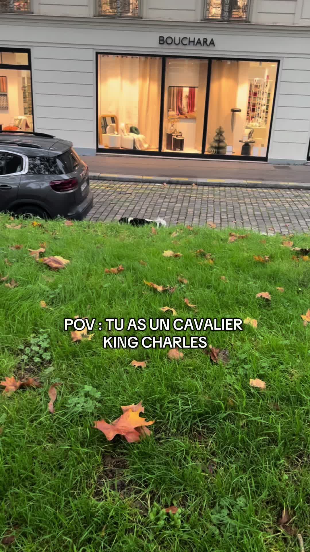 @Cavalier King Charles
