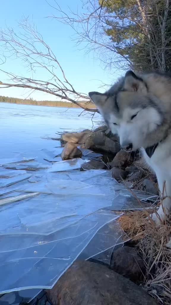 @PawPrintLifestyle 🐾🇫🇮