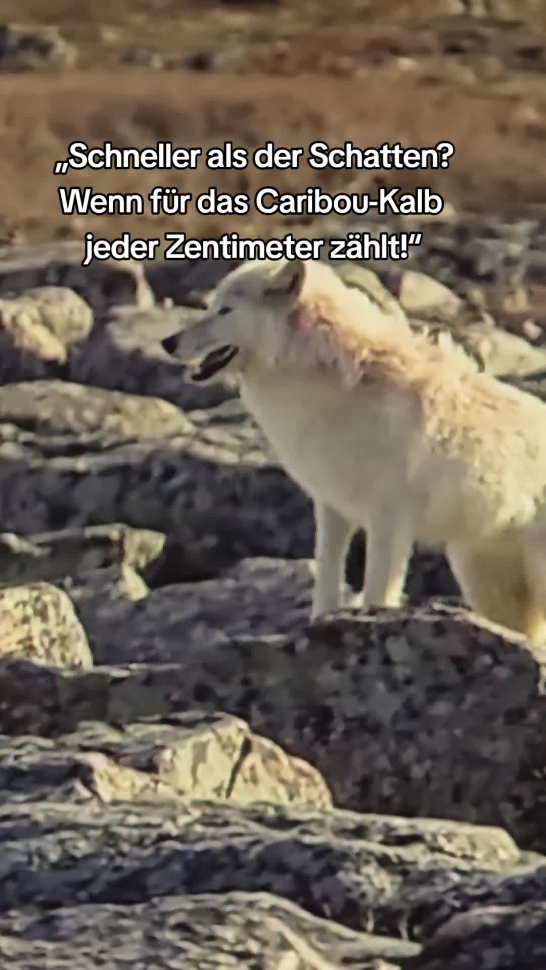 @sch&uuml;tzt-den-wolf 🇦🇹