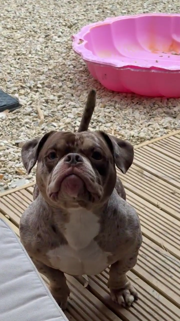 @pablothelittlebullydog