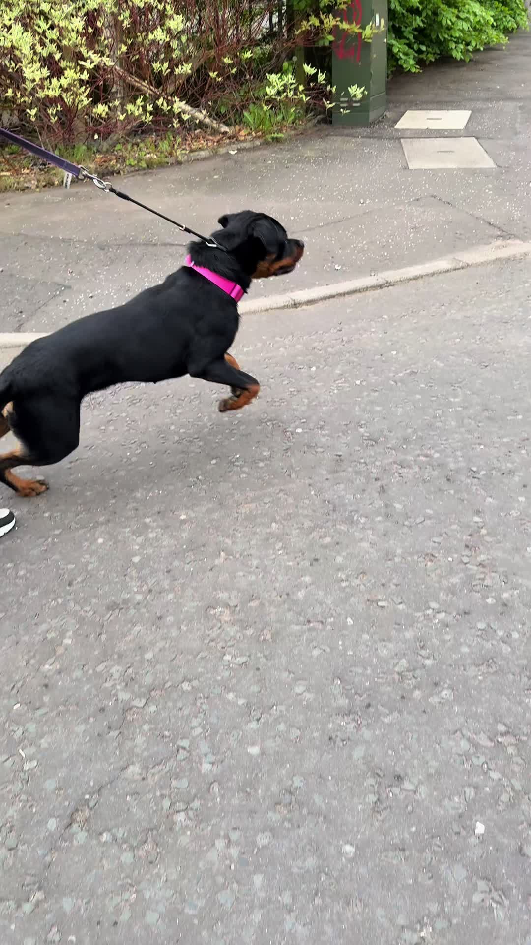 @PAWS2TRAIN 🖤🧡