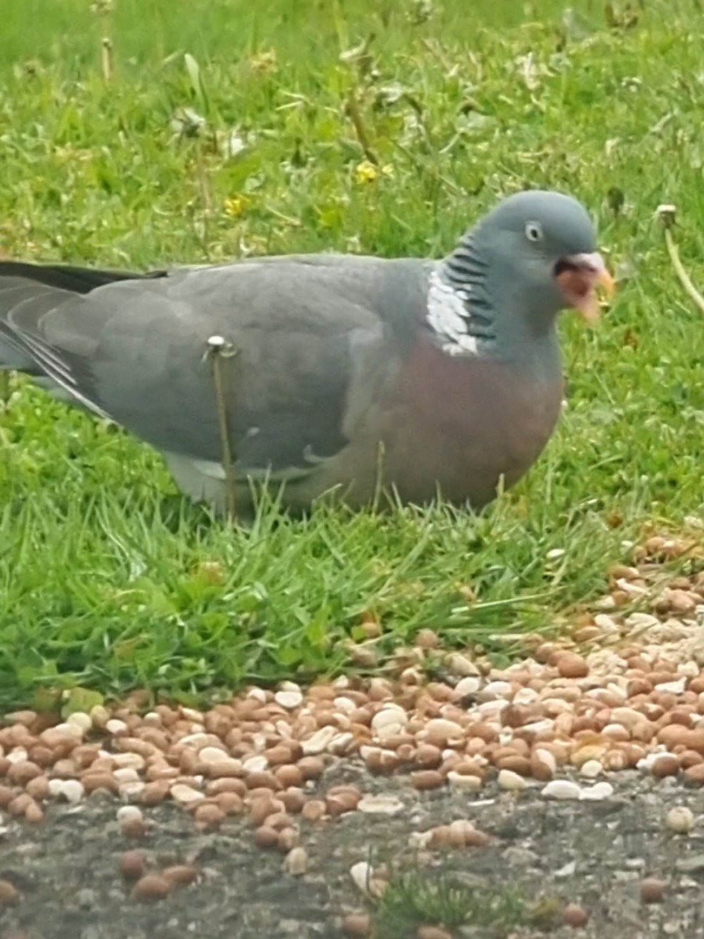 @Spotting~Wildlife~@JuStNaTuRe