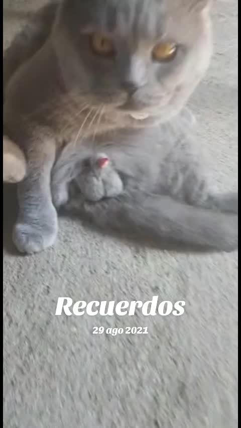 @🐾💕 Ana 💕🐾