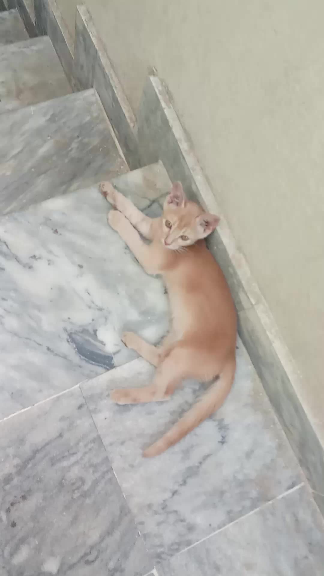 @cutecatlover8172
