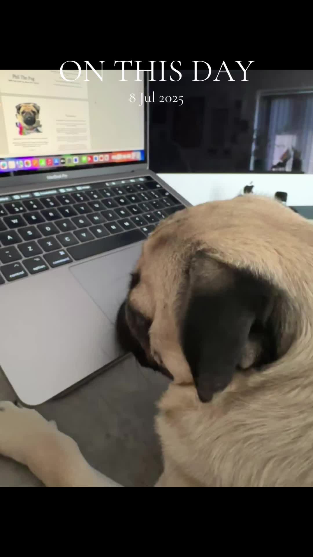 @Phil The Pug