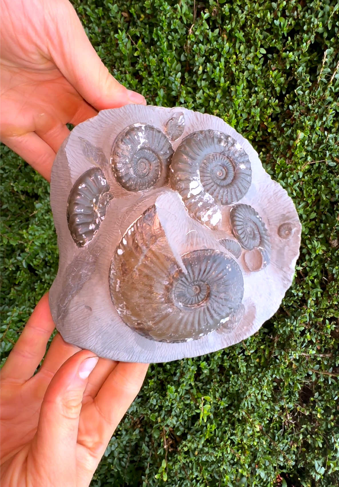 @yorkshire.fossils
