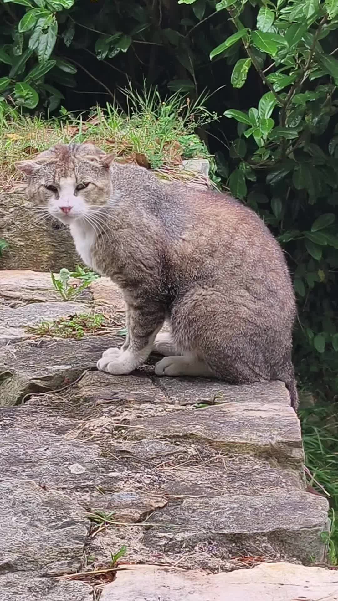 @La loca de los gatos