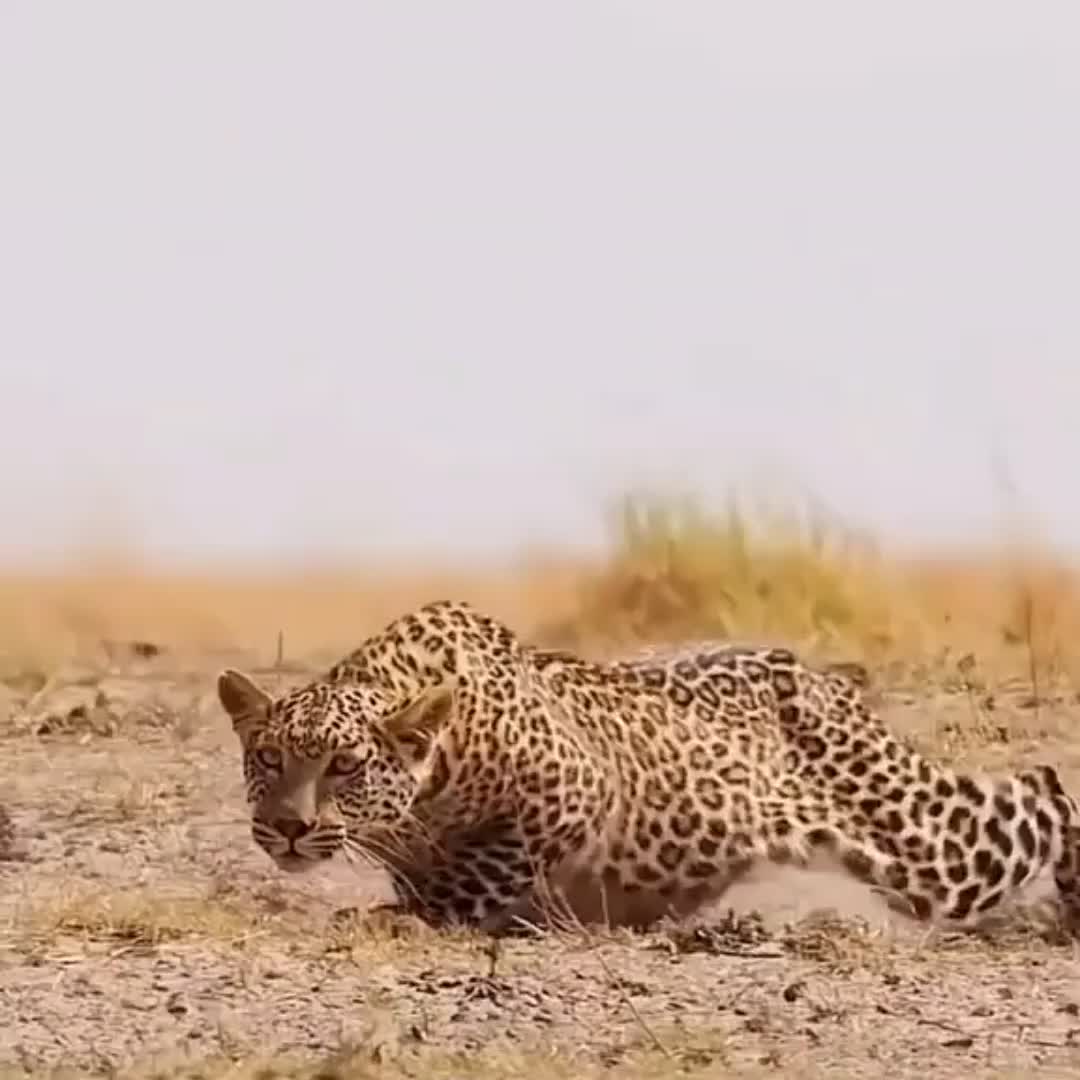 @SimoneVerona