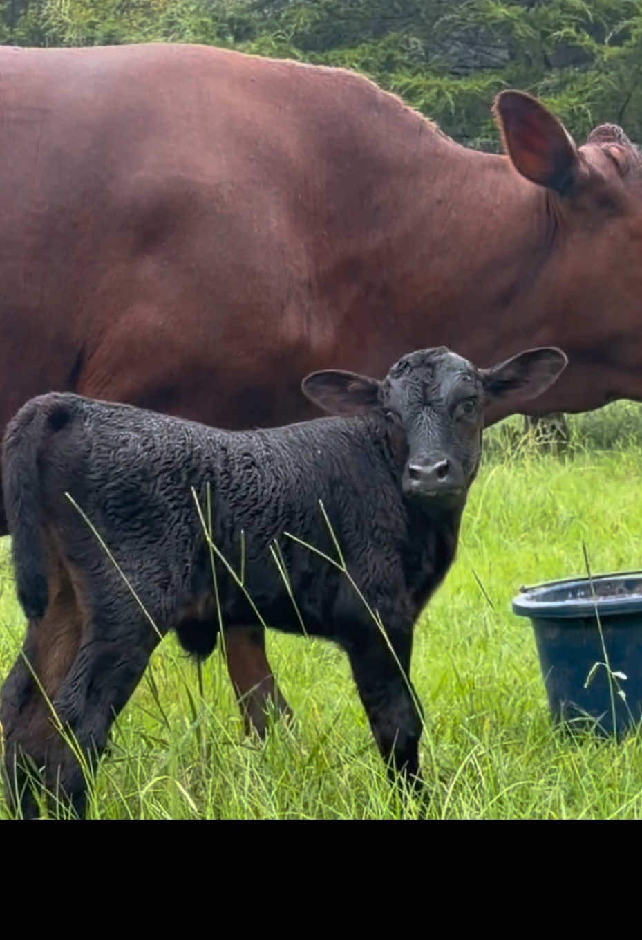 @Georgia Farm Girl