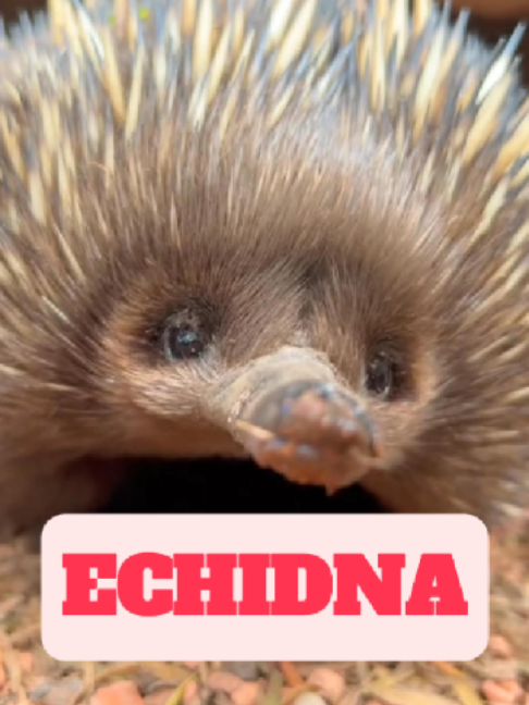 @WildlifeWonderTV Animal Facts
