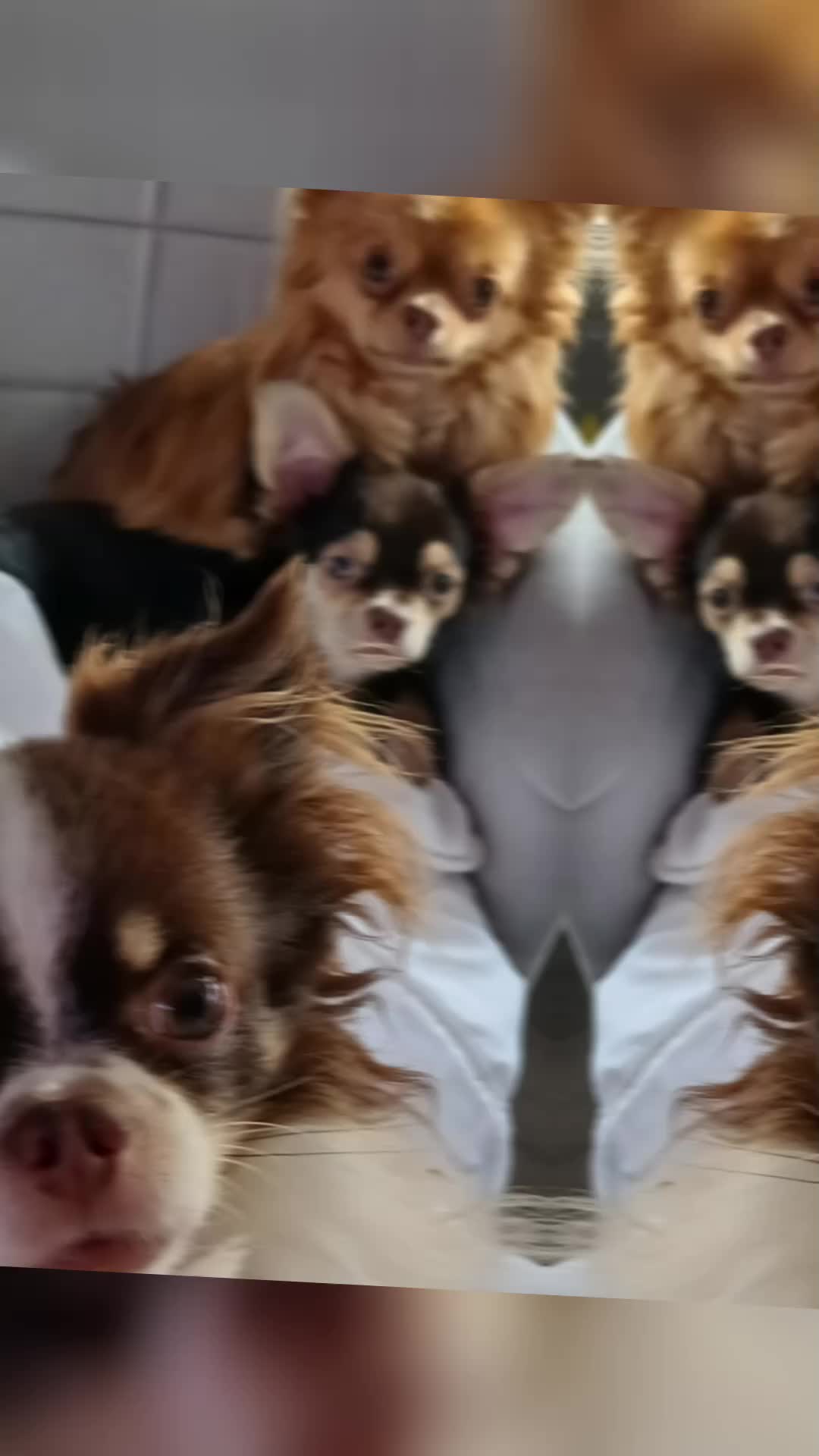 @Melody Gismo Peanut Brownie🐶❤
