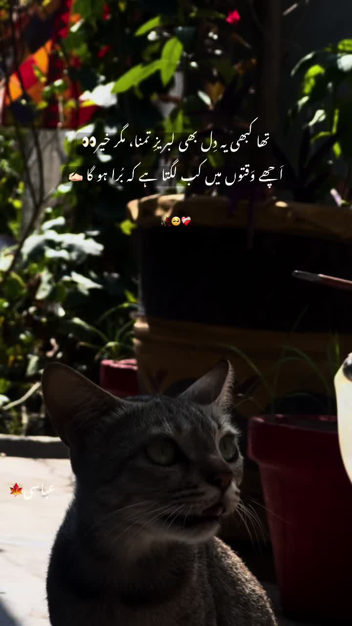 @عباسی🥀