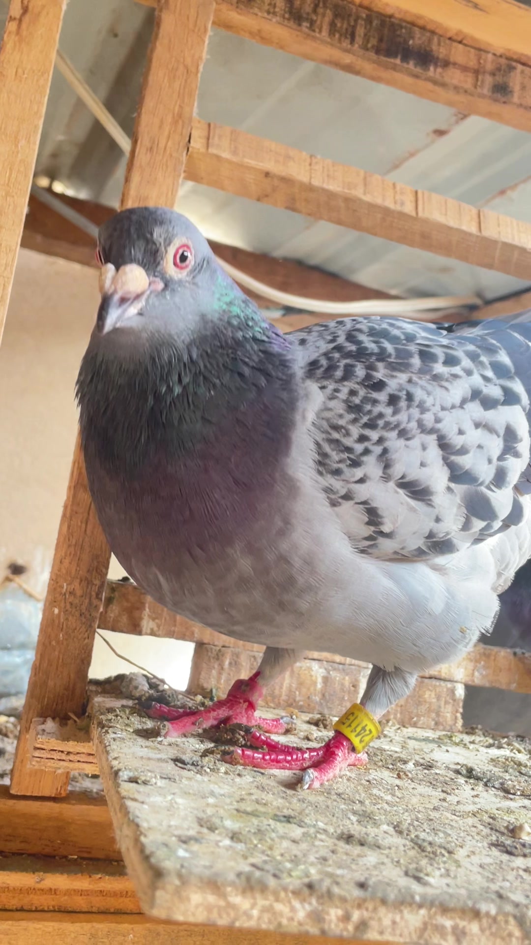 @OMZOLOFT🕊🦜🇸🇳