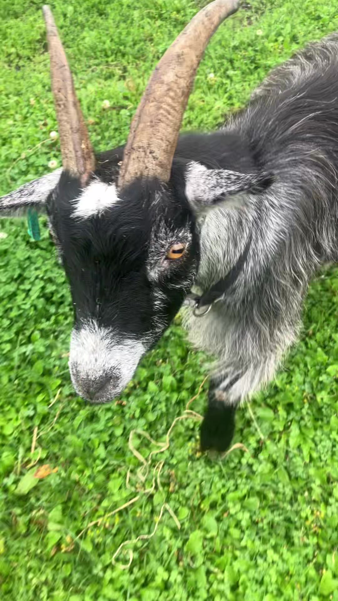 @Willowlanealpacas