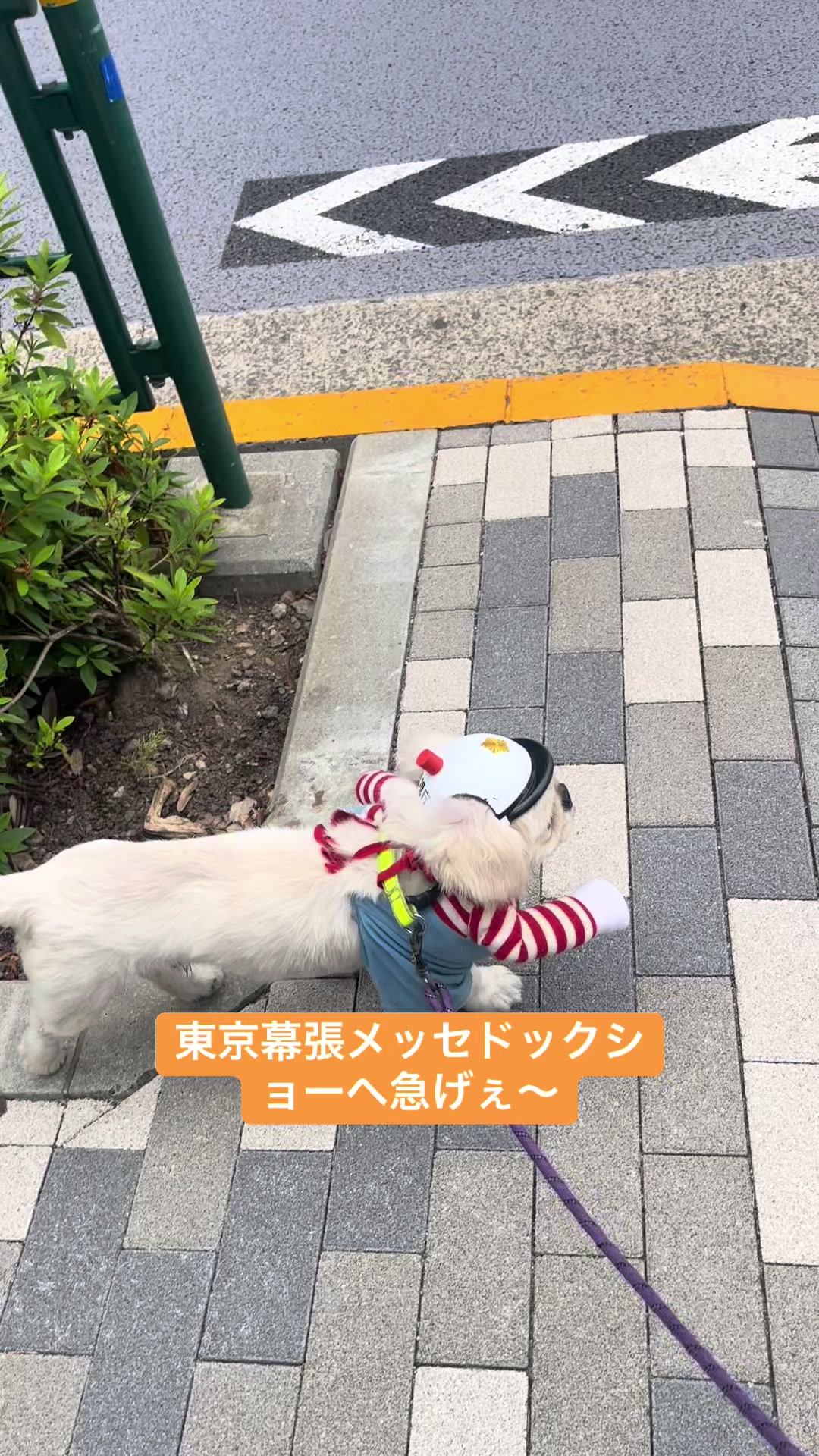 @大将