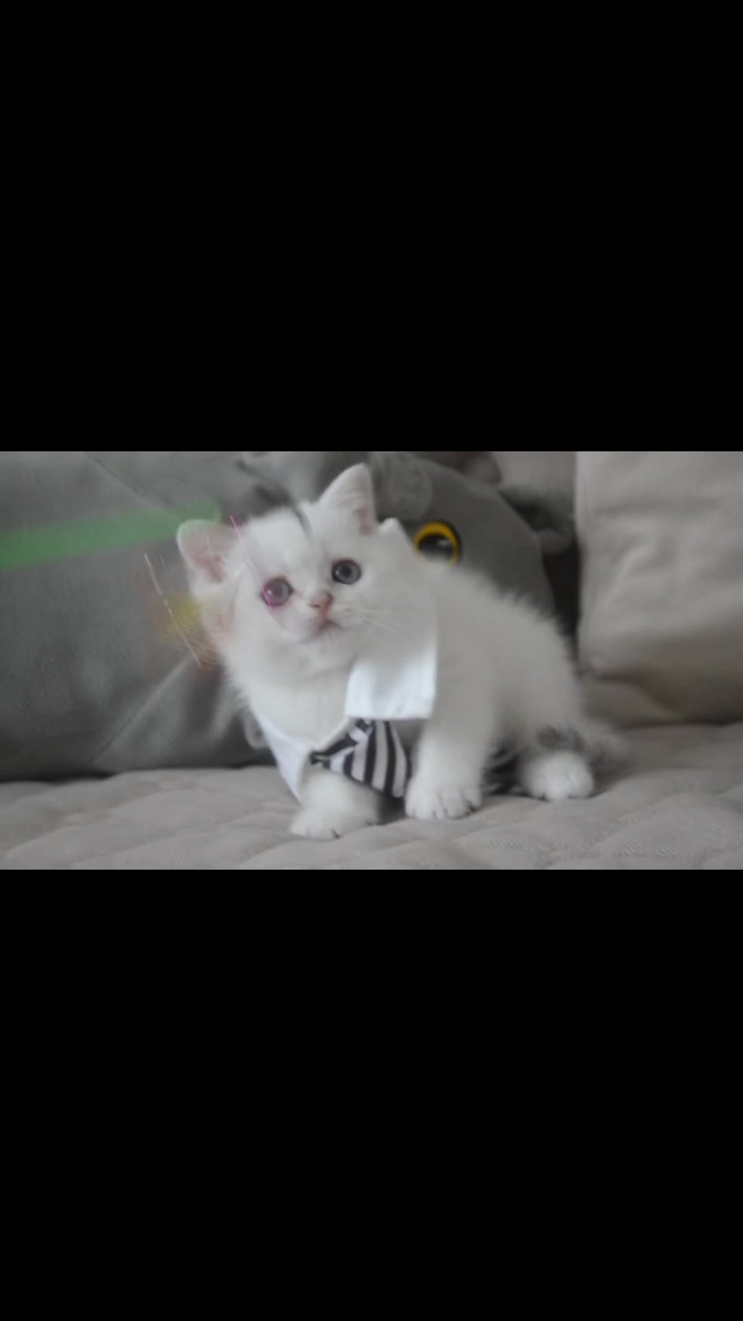 @swetlana_kittycat