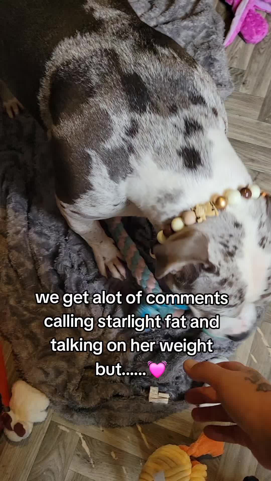 @kirsty+starlight the xl bully