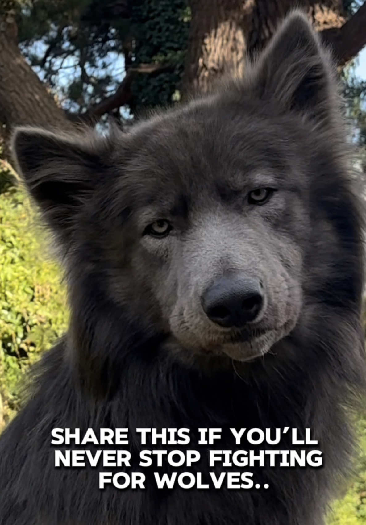 @My Blue Wolf