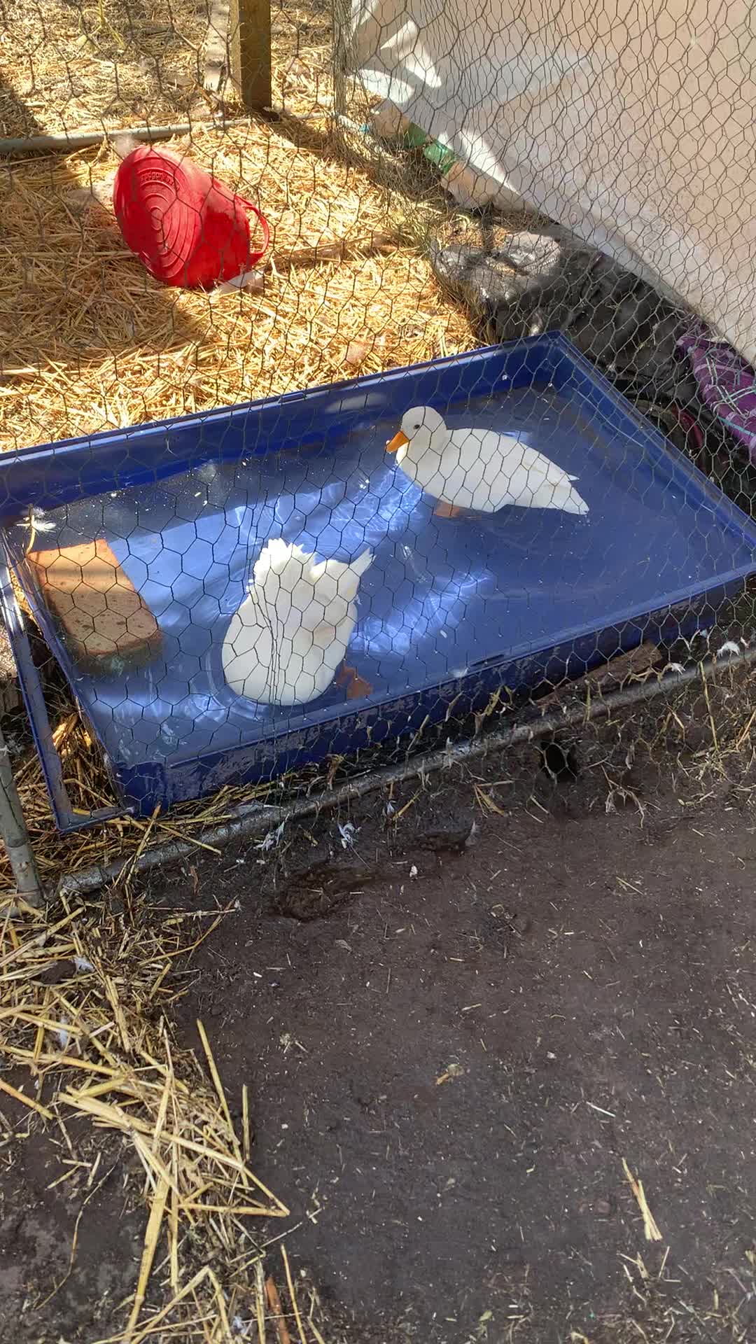 @Walnut Tree Farm