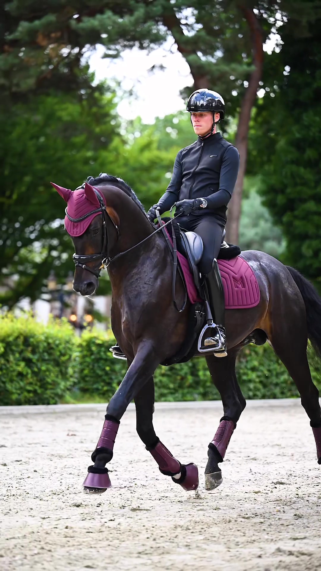 @Maximilian Equestrian