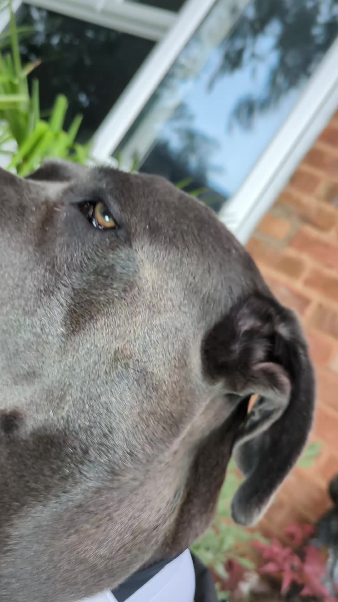 @mist_the_canecorso
