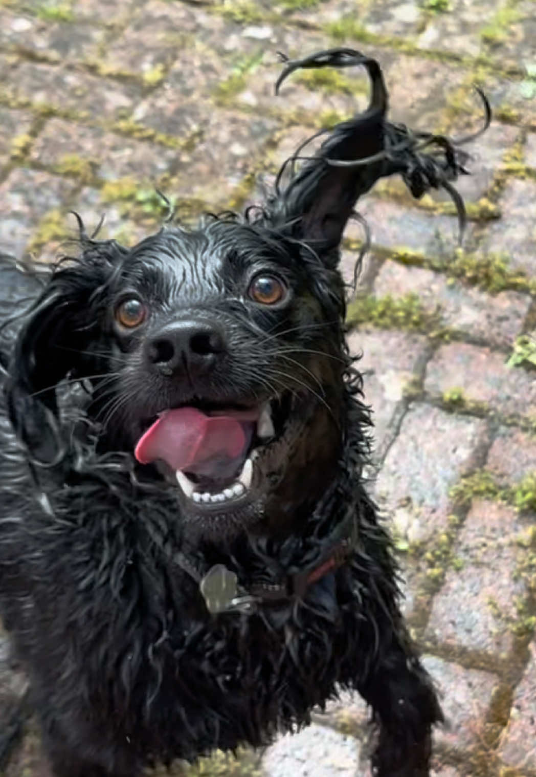 @PEPSI 🐾