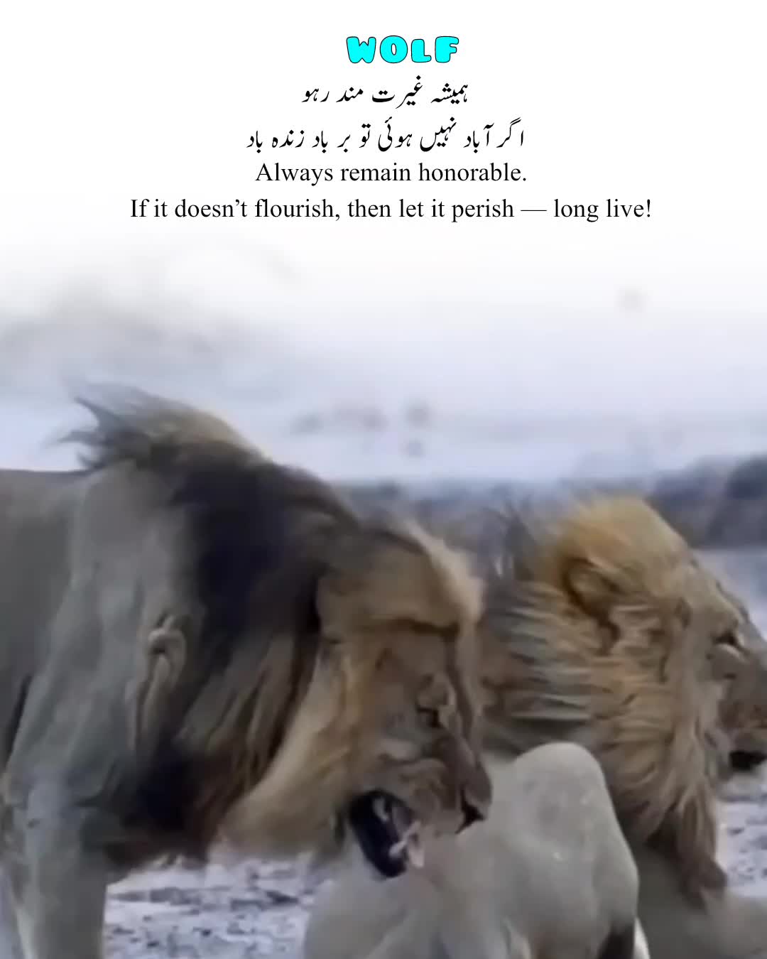 @𓆩𝕨𝕠𝕝𝕗_𝕒55𓆪