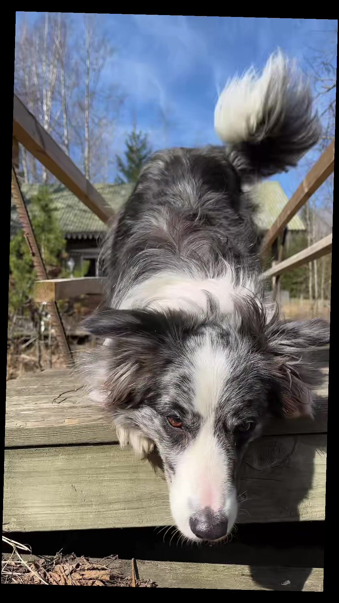 @bordercollieMuse