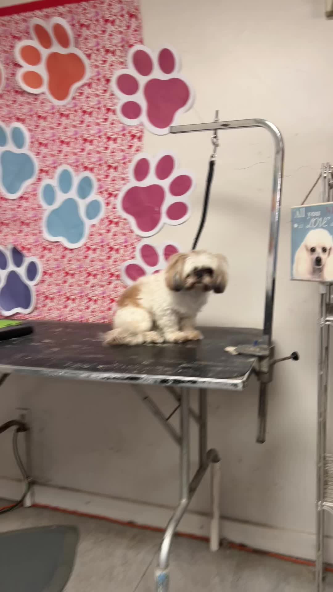 @Doggie Dog World