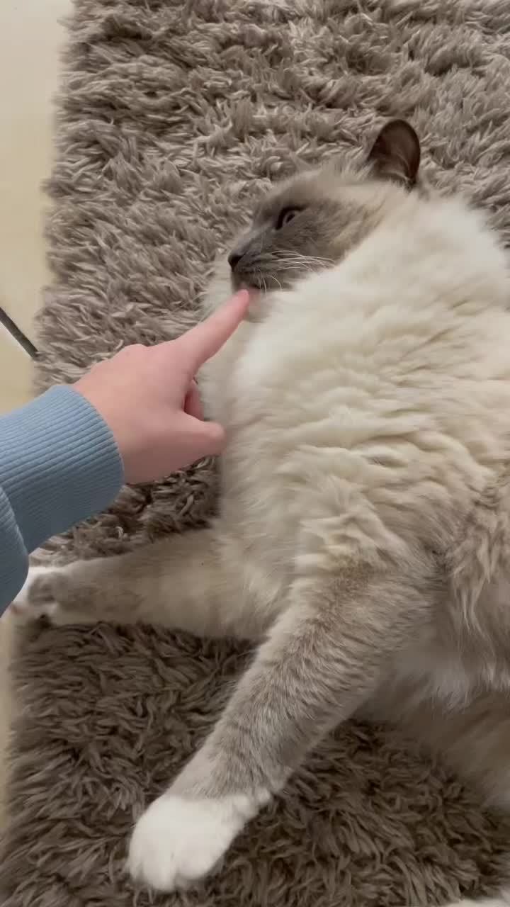 @luisahubagjergji