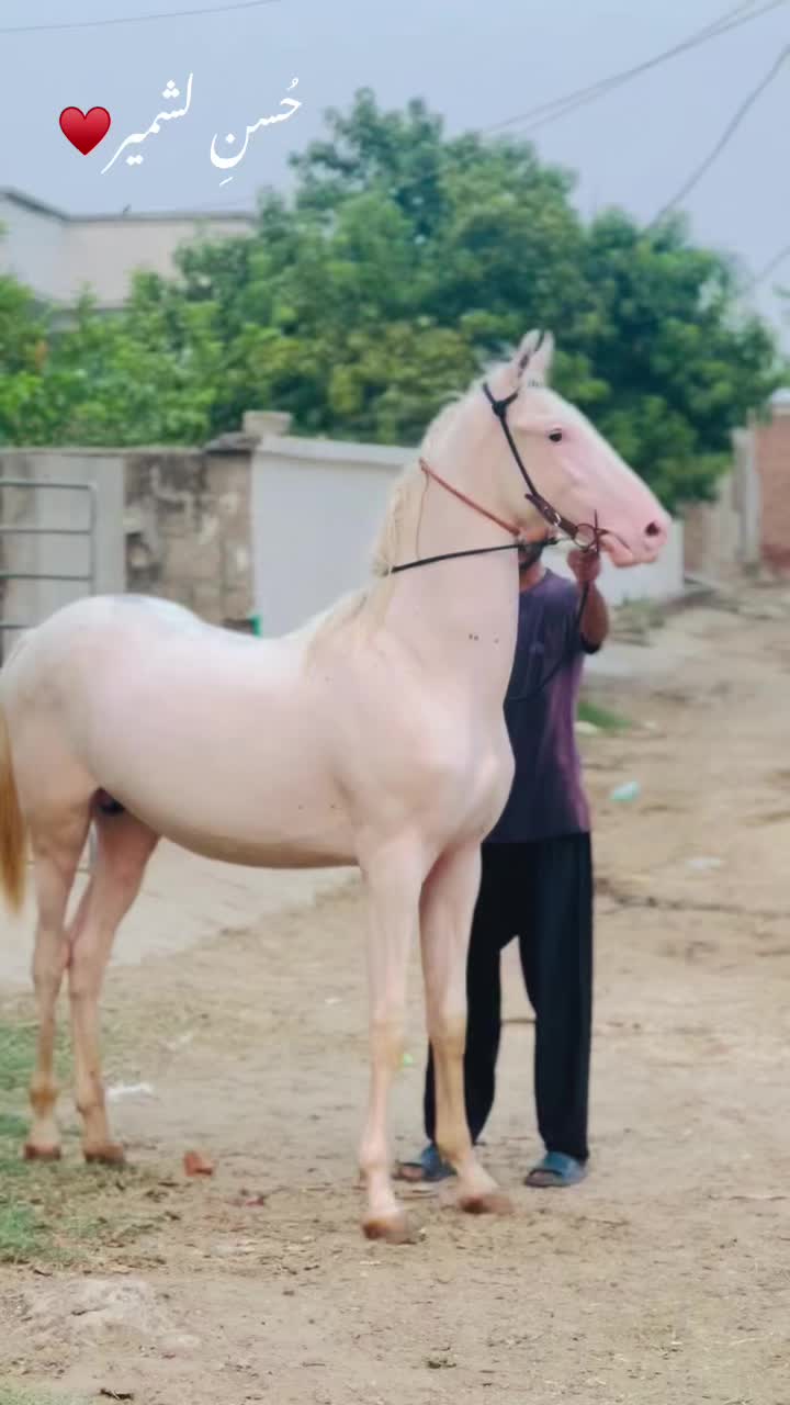 @Ch Hammad bokan ♥️🐎