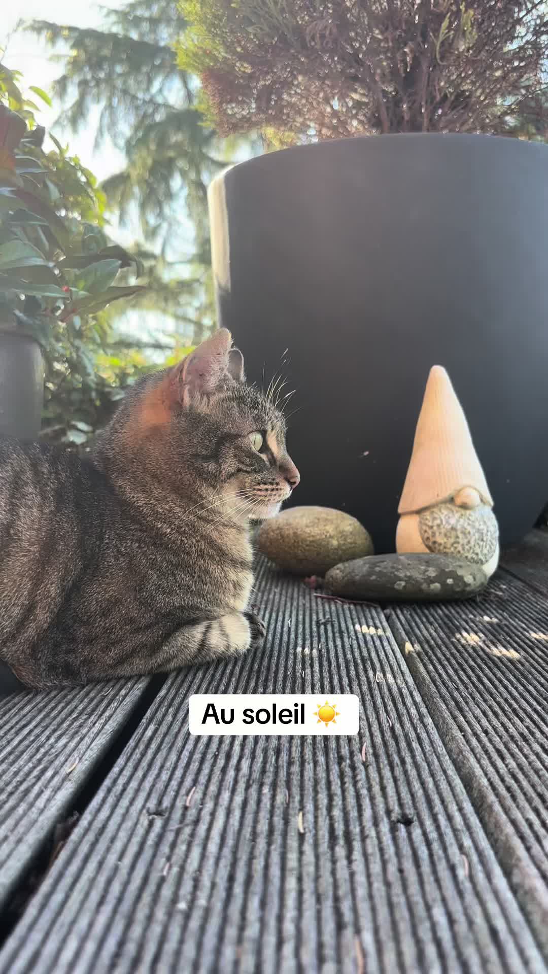 @Bulle la chatte 🐈