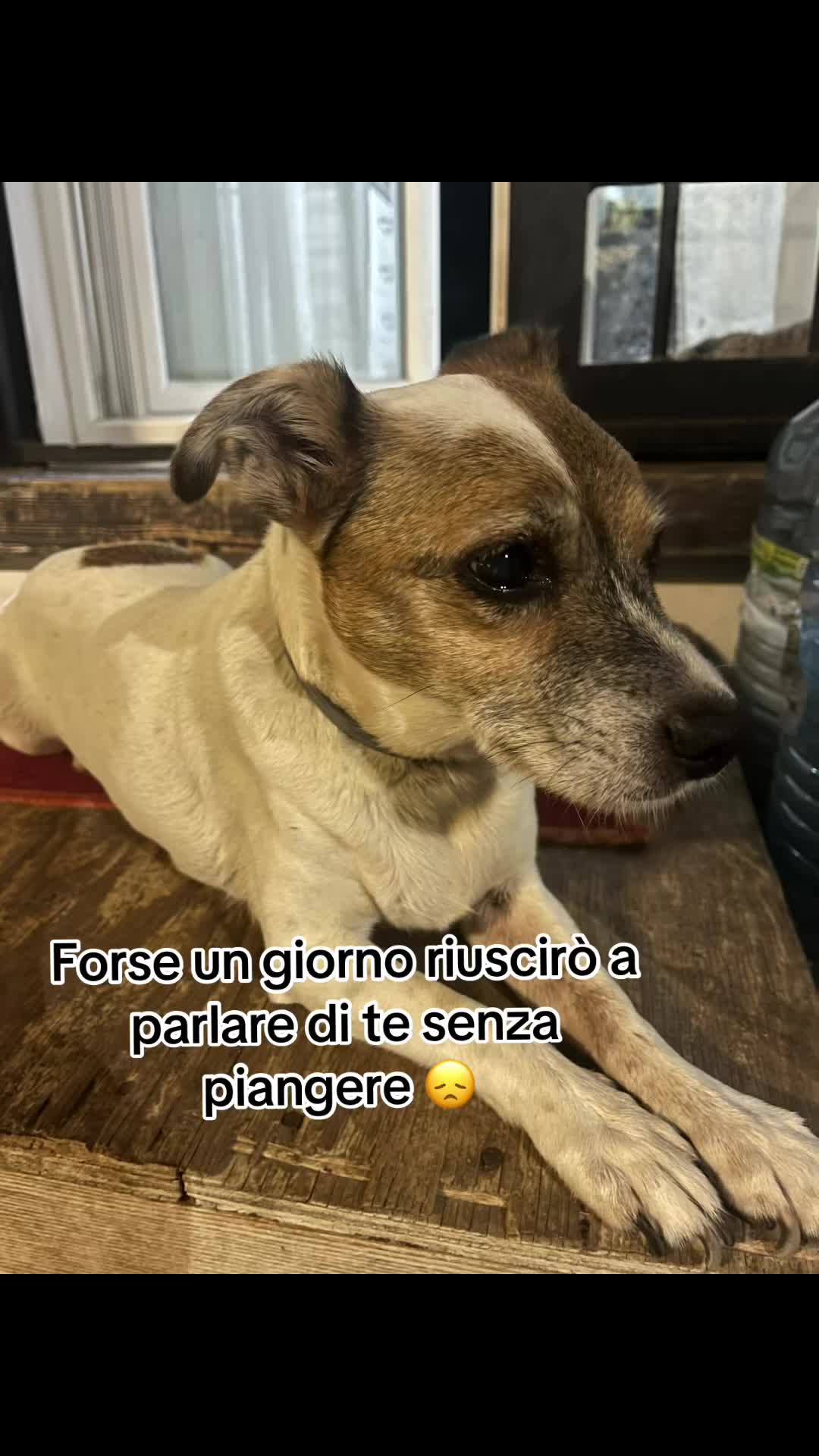@The Queen 👑 My Dog Family &hearts;️
