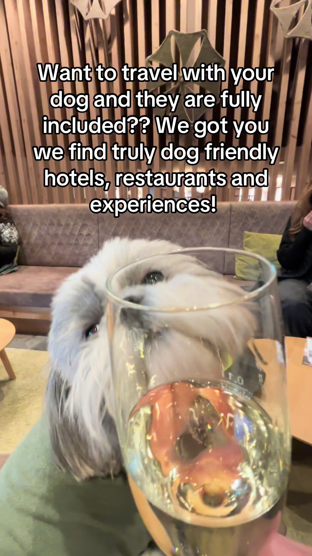 @Daisy | The Dog Travel App
