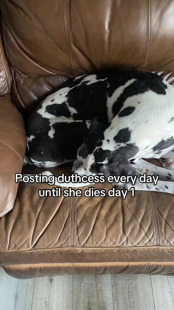 @Duchtess