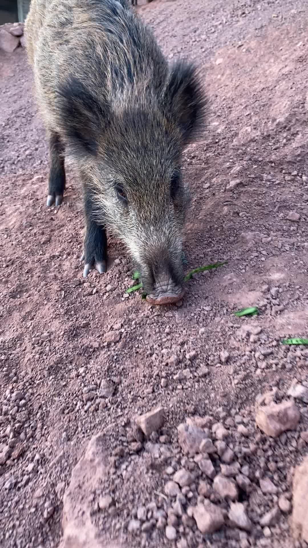 @Cute Boars