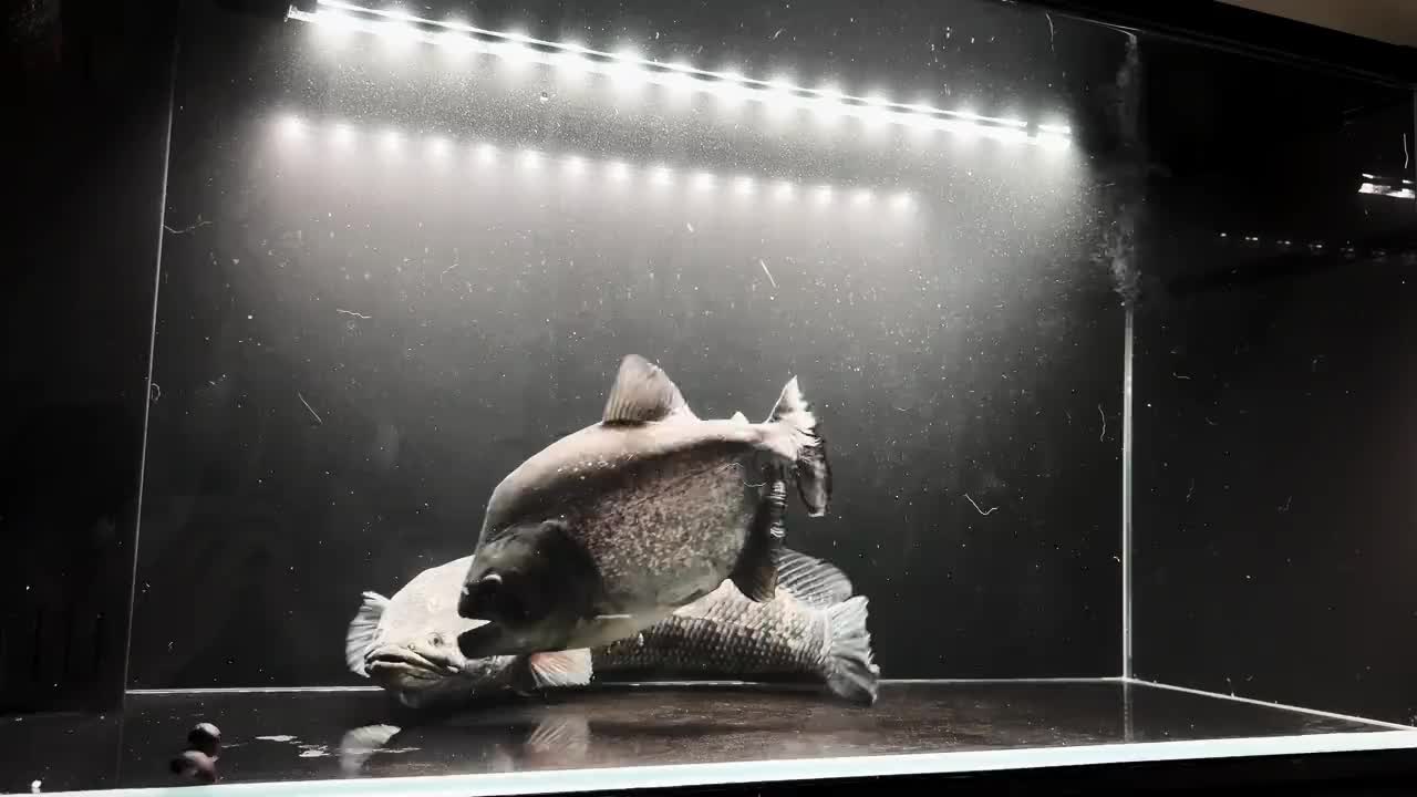 @aquaticbeastkeepe
