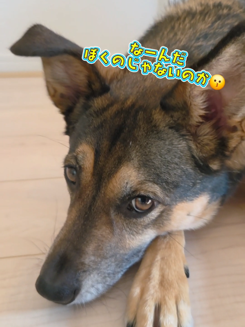 @éçš®ç¬ ð¹ ä¿è·ç¬ãŸãð¶ðºðžð¯ðµ