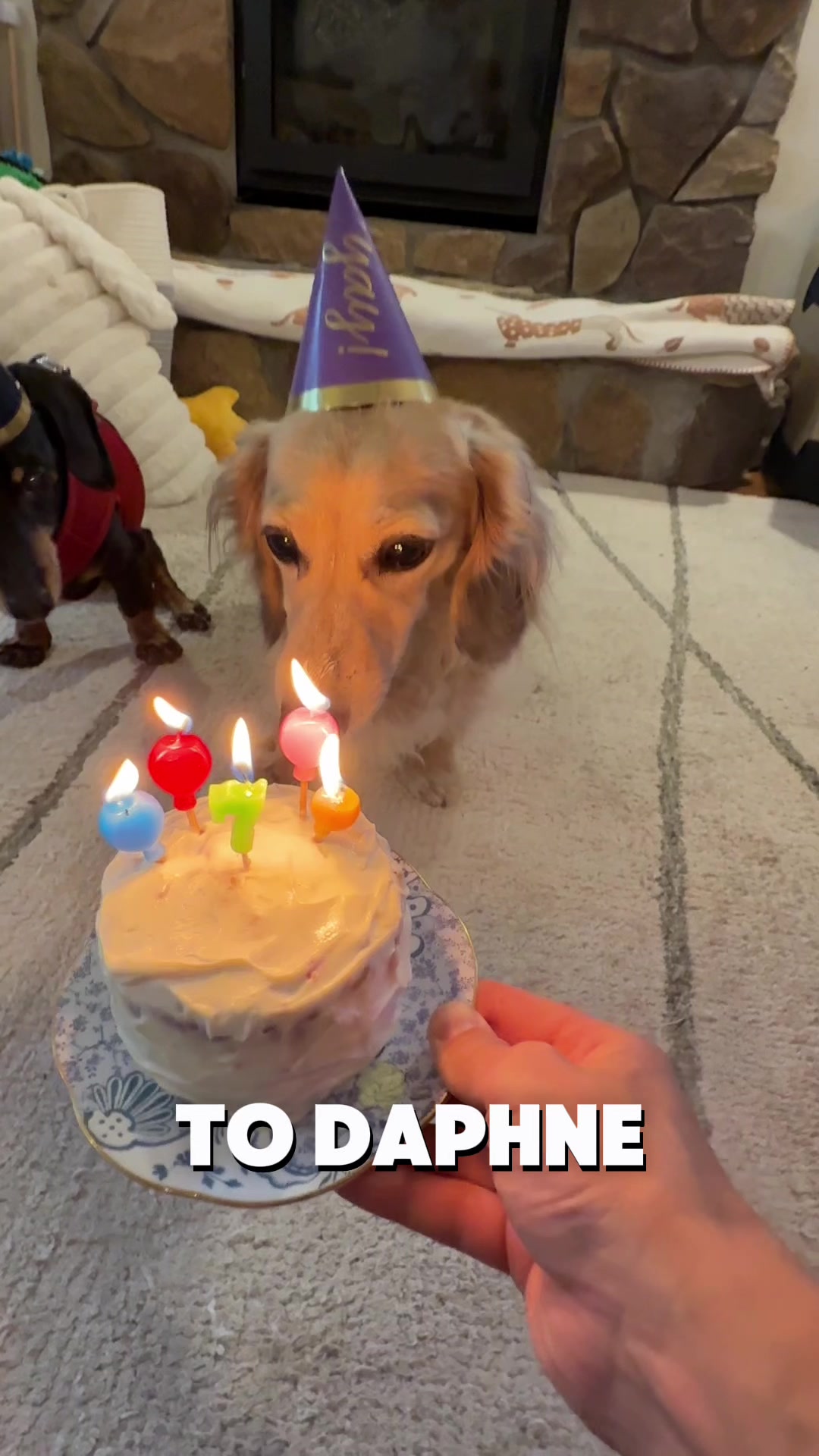 @Crusoe the Dachshund