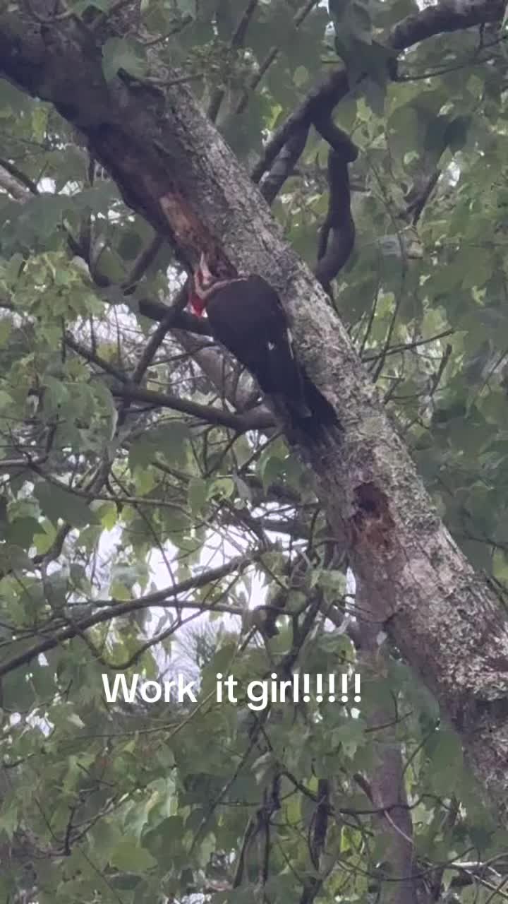 @jvillegirl