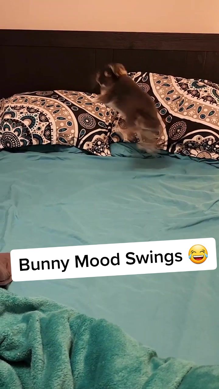 @Blueberry the Bunny