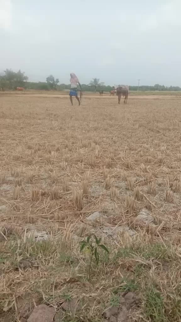 @dhanush
