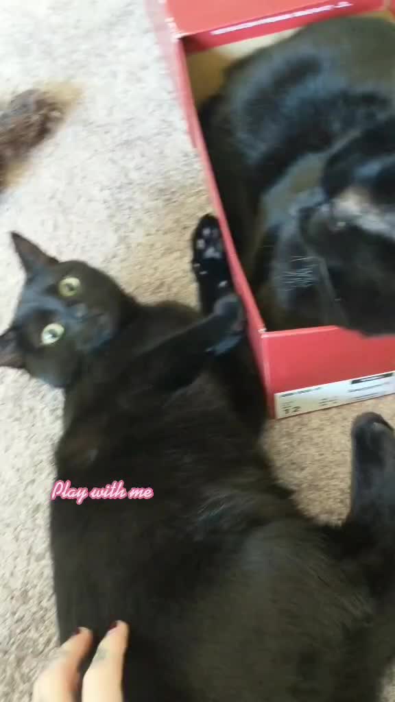 @Greeneyedkitties