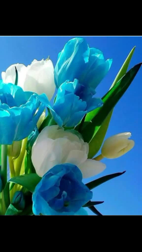 @Farhan62
