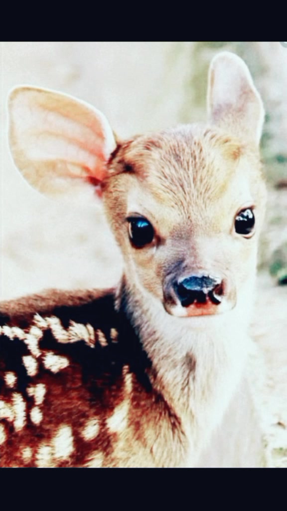 @❤Animals❤