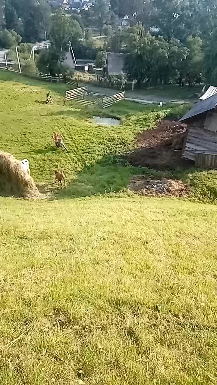 @ЗАКАРПАТТЯ РУЛИТЬ🇺🇦