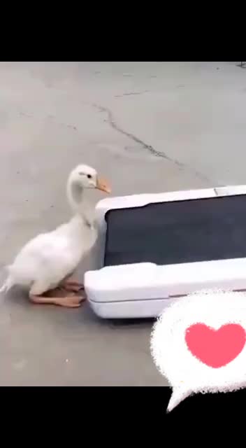 @Jyosh