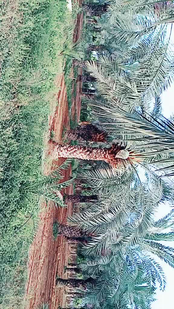 @nmuthu