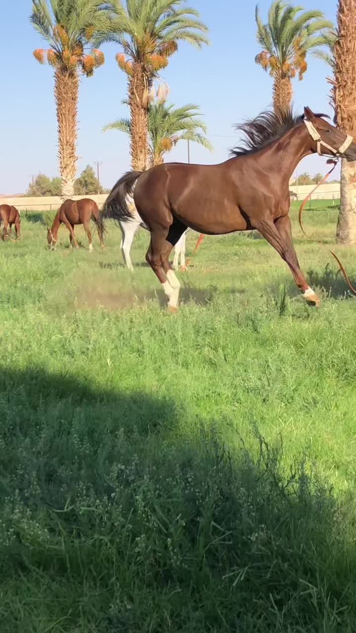 @علي آلعگروت آلترهـوني 🦅