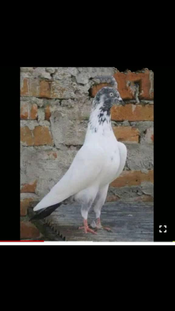 @👑Güjjàr 👑 Rîshú 👑